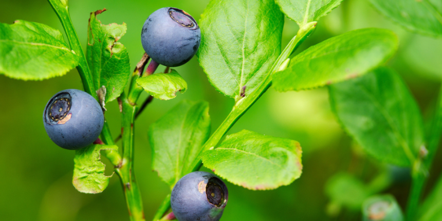 the-bountiful-benefits-of-bilberry